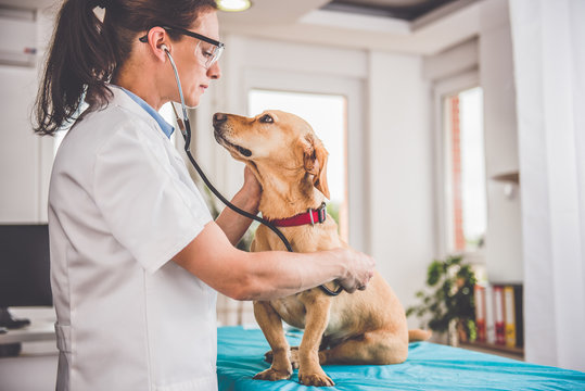 Dermatologista veterinário