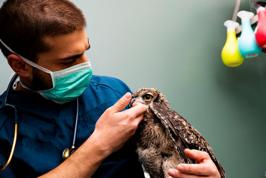 Internação animais silvestres