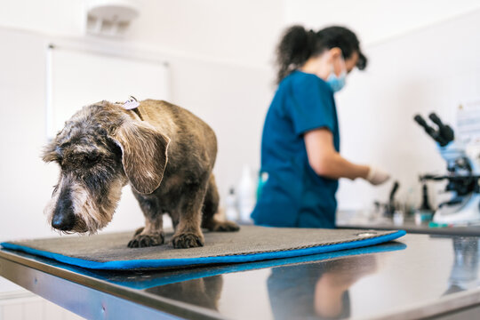 Oncologista veterinário em Belo Horizonte