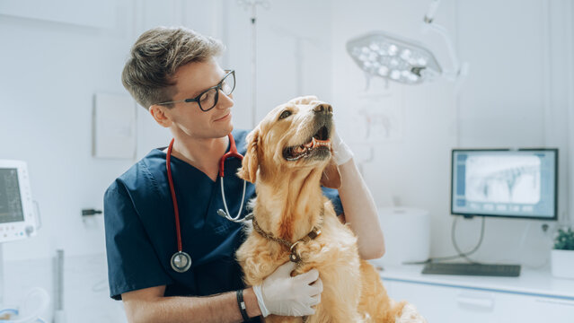 Oncologista veterinário em Minas Gerais